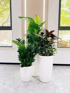 前湾花木出租哪家好